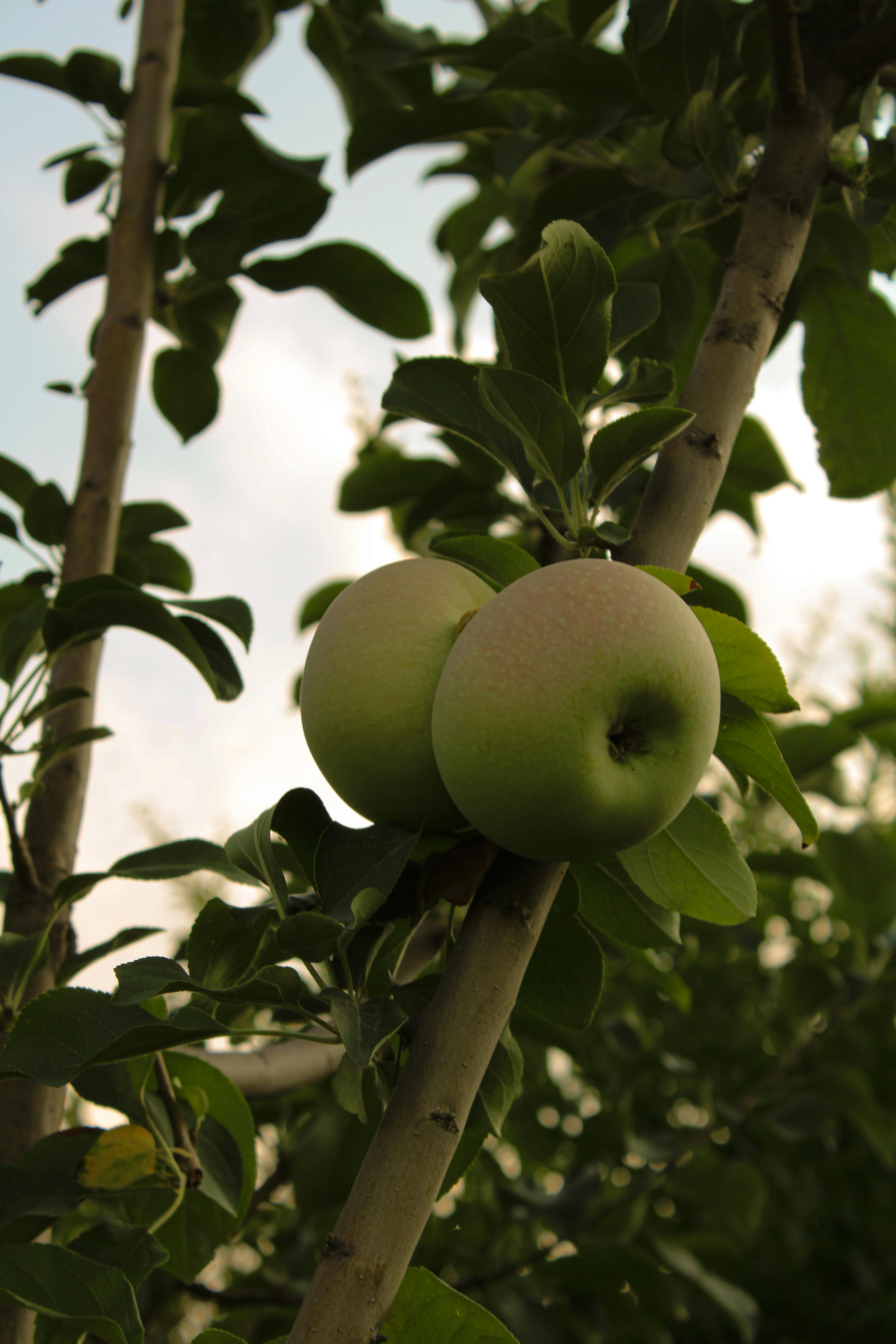 Olea europaea
